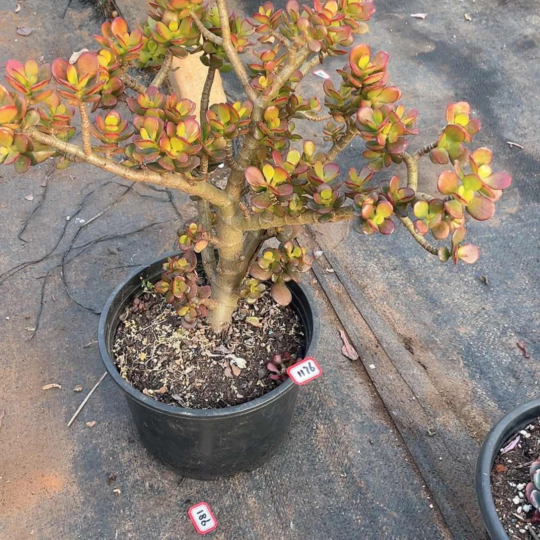 1176树 一物一拍多肉