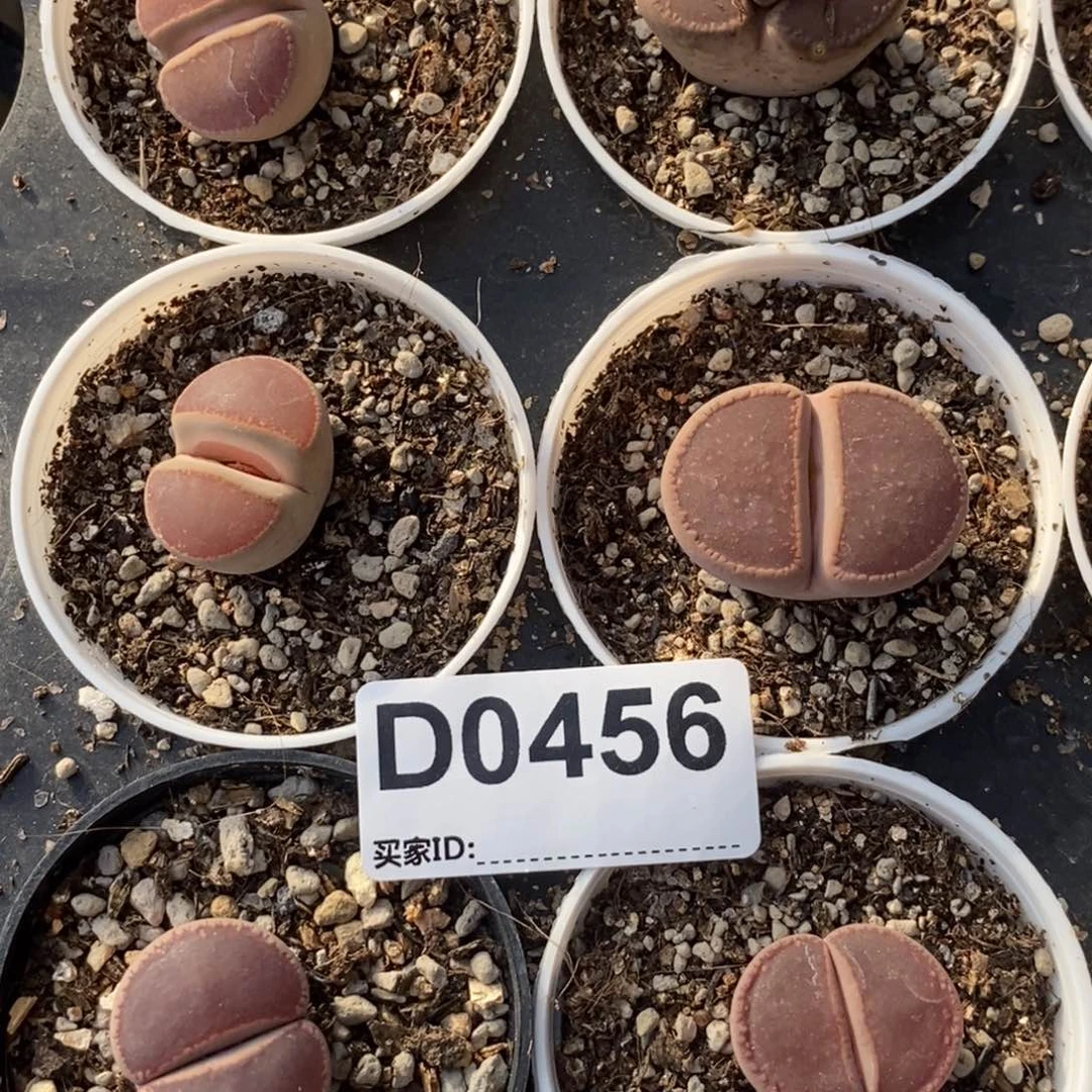 0456 ko带盆土随机发一颗