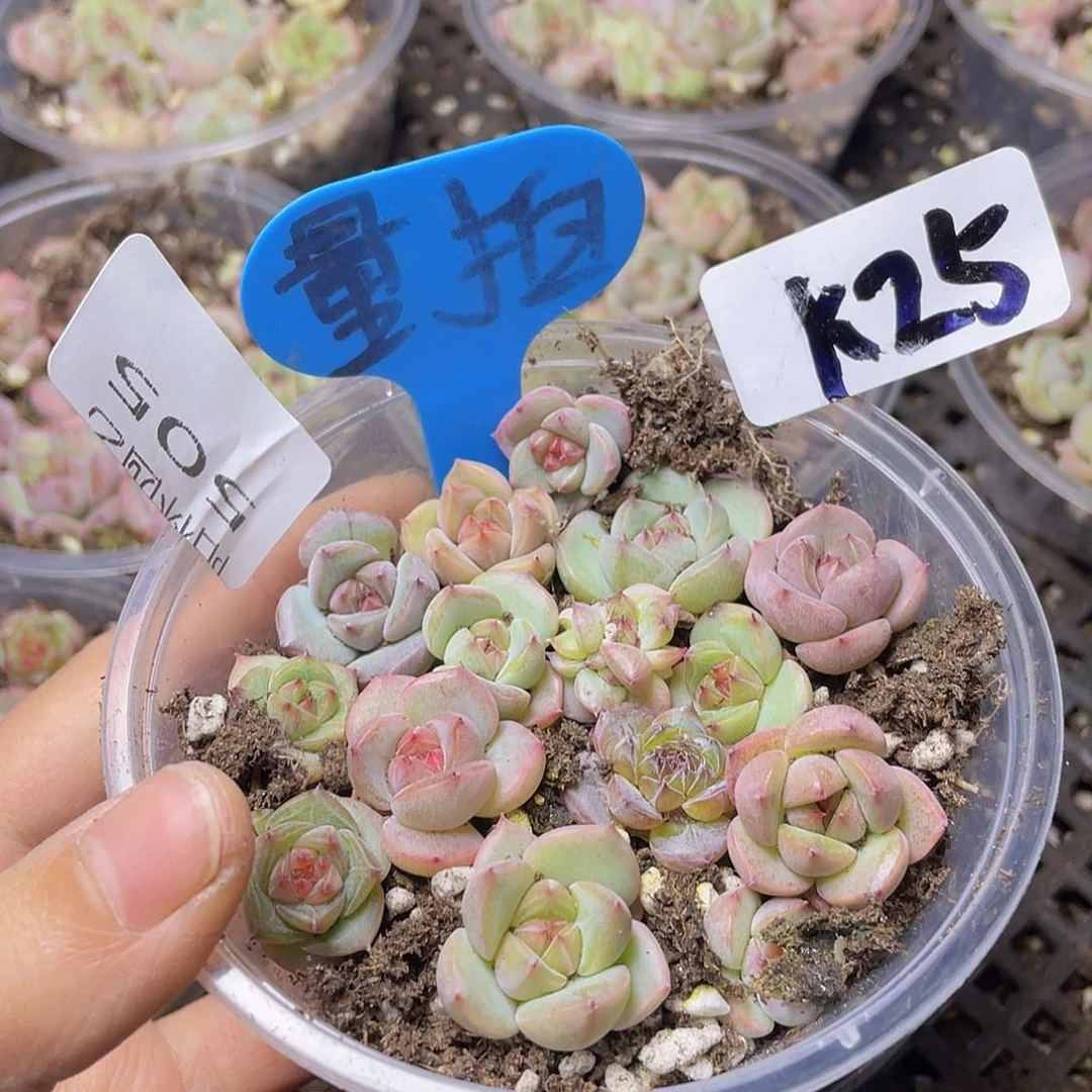 量拍多肉植物多肉植物505