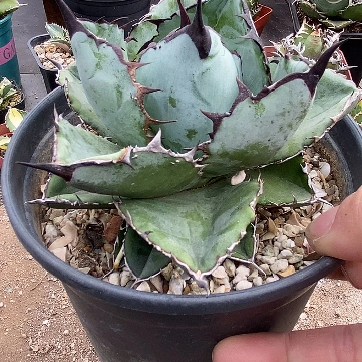 蓝鲸。       一个