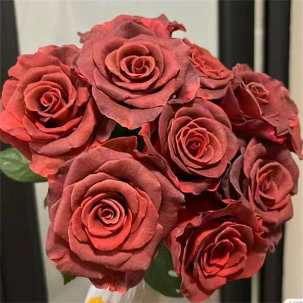 【杏仁酒】阿玛雷托复古色月季灌木玫瑰花苗扦插月季蔷薇花卉盆栽