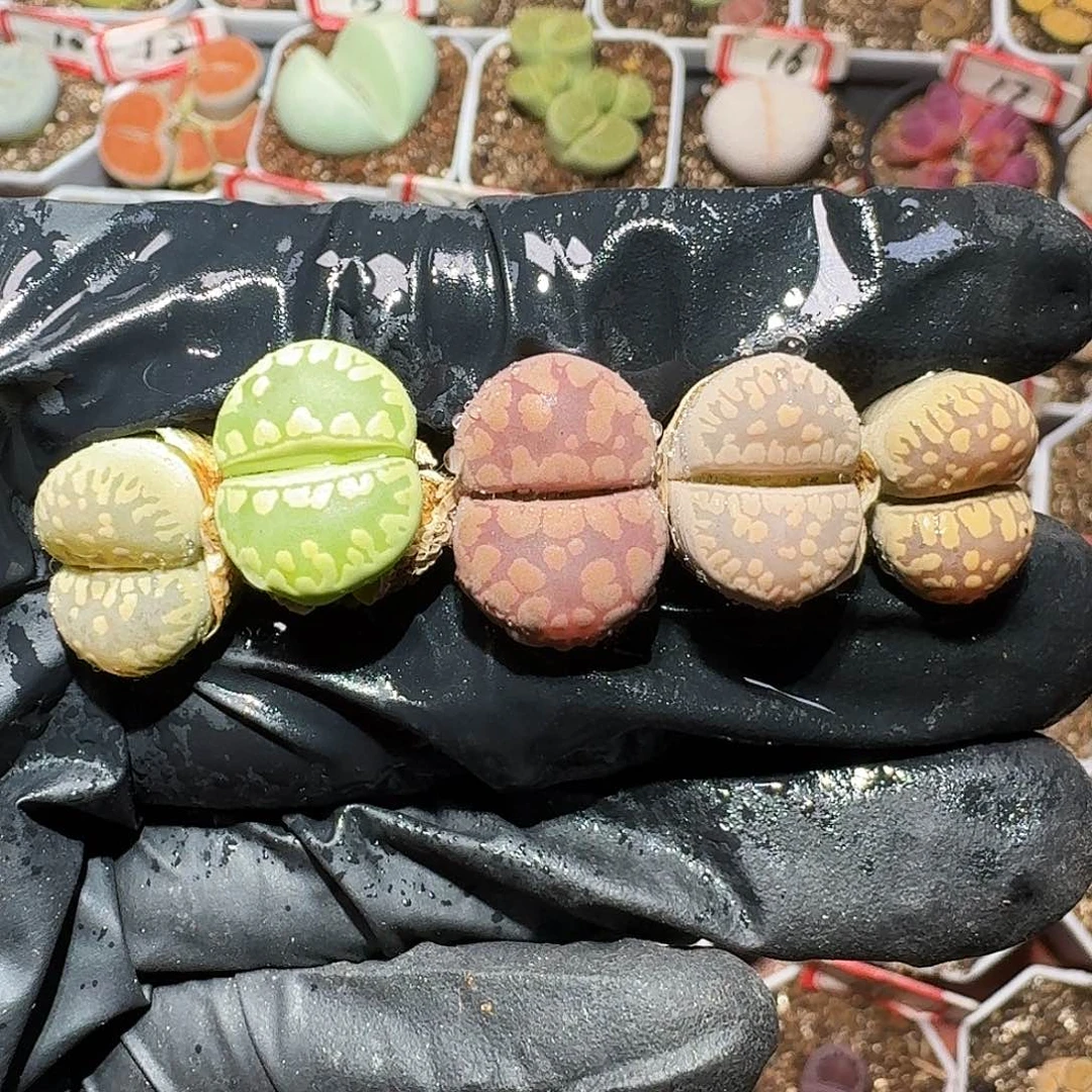 生石花等11111111。  125