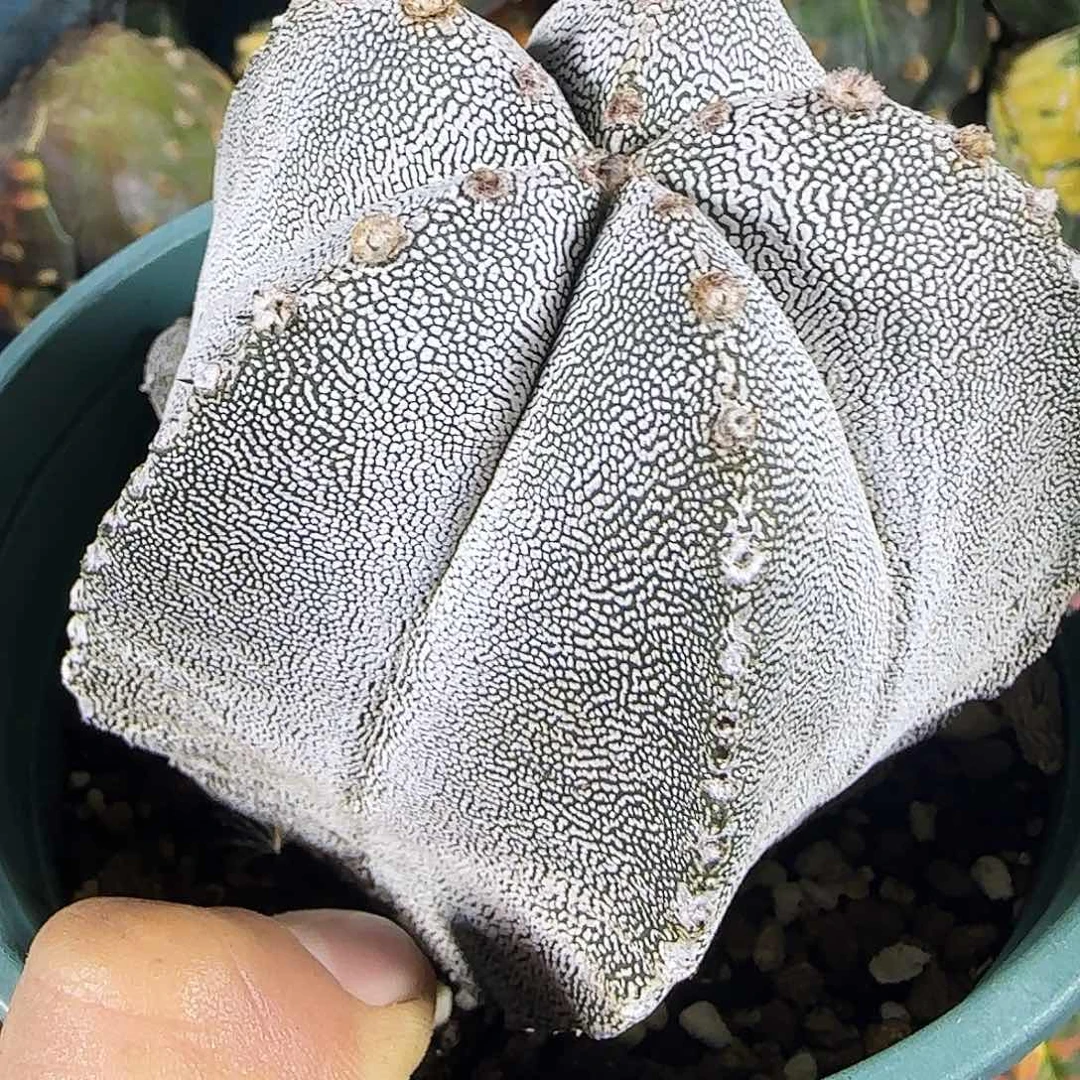 自根恩冢428仙人球开花了