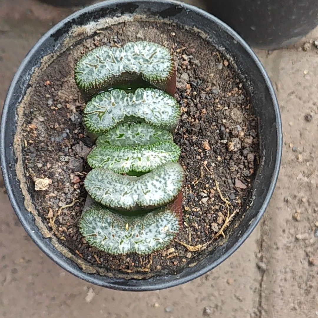 荒姬玉扇多肉植物