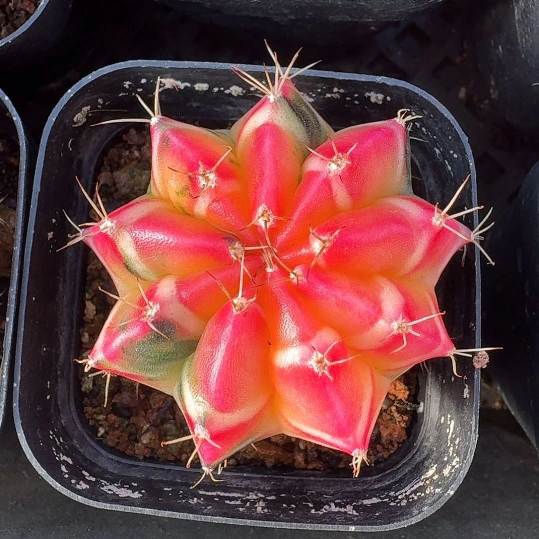 从前慢多肉编号牡丹