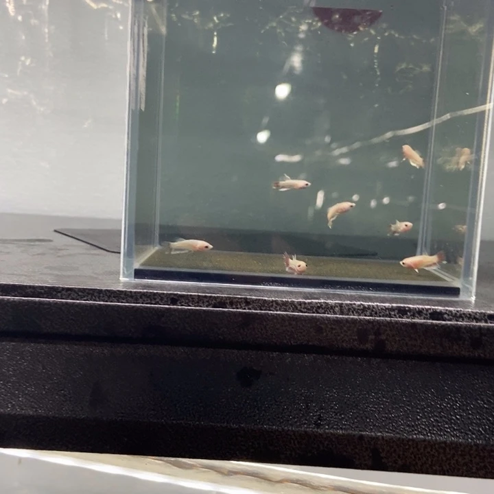 斗鱼包活不包损所见即所得120