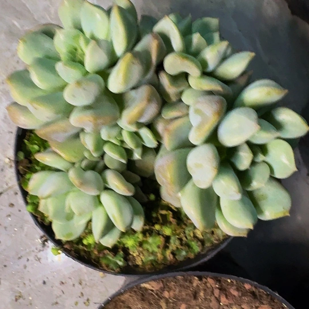 超奶 群生 一物一拍