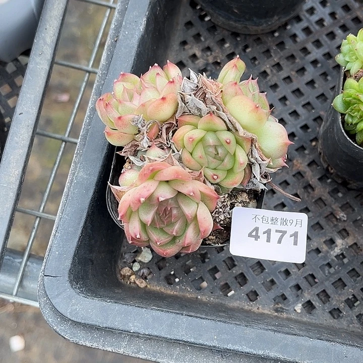 阿雅园艺。       4171麦秆