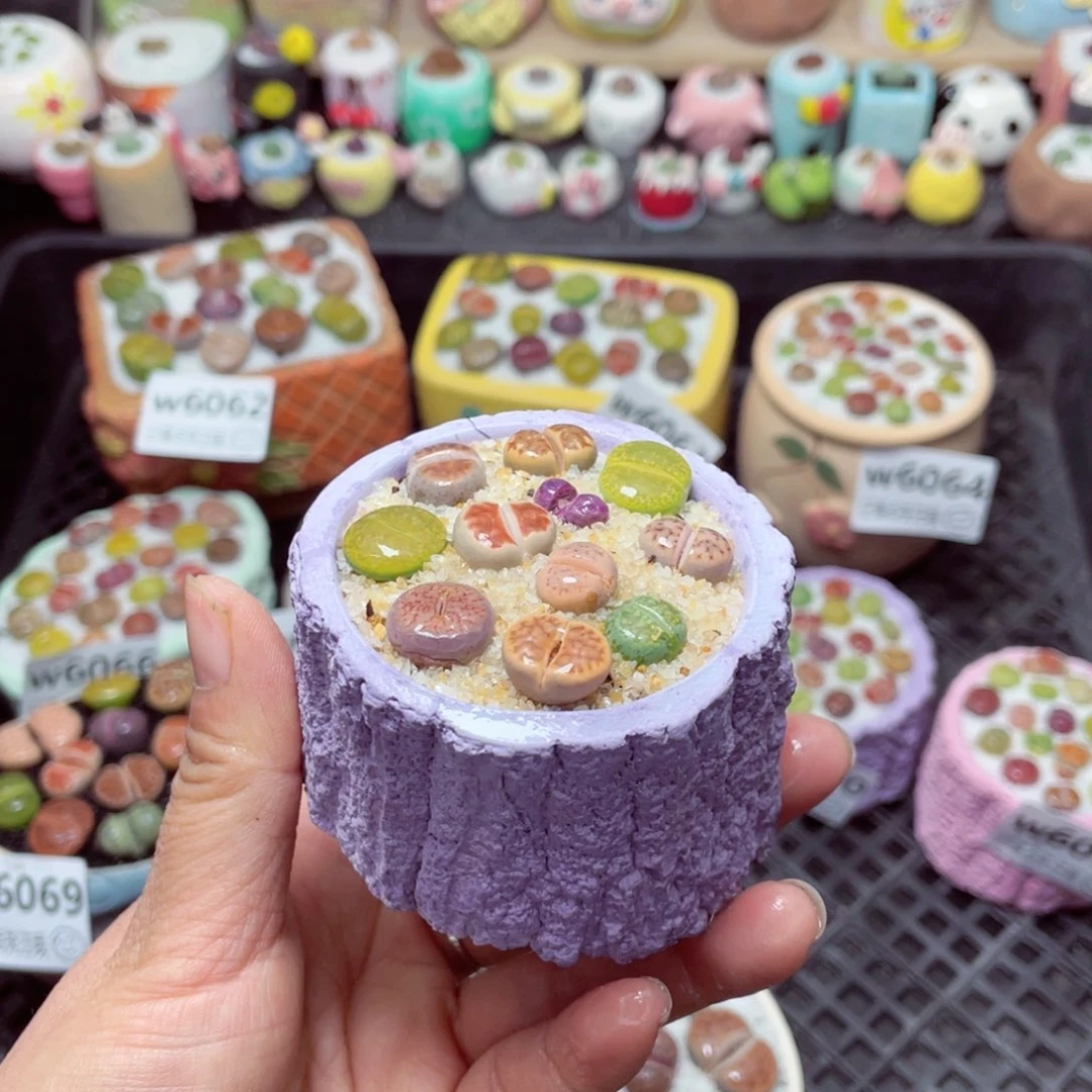 W6073 带盆土发货-零下地区拍保温箱