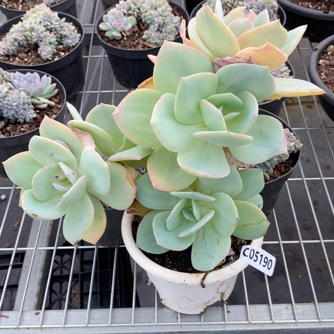 5190白凤一物一拍