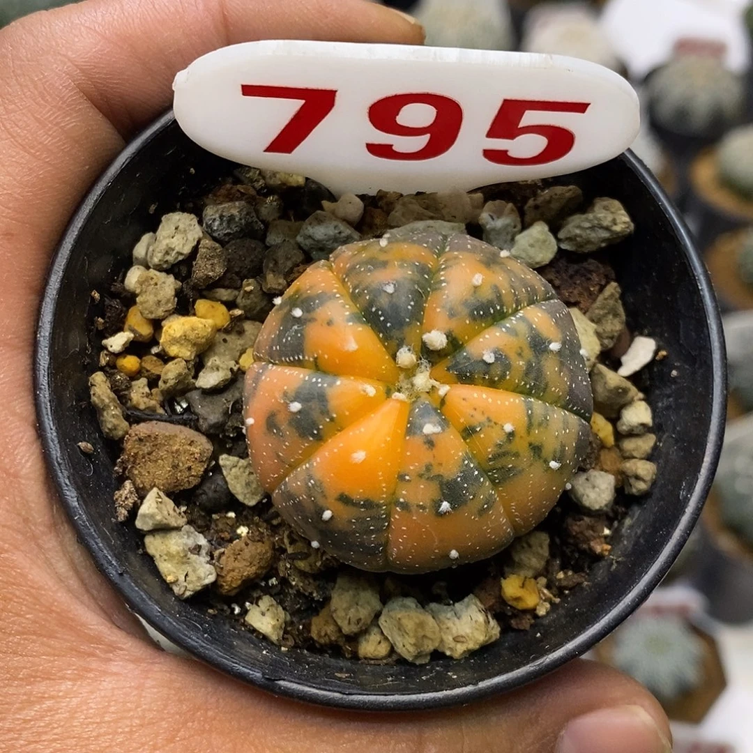 795福利特价咯兜锦福利