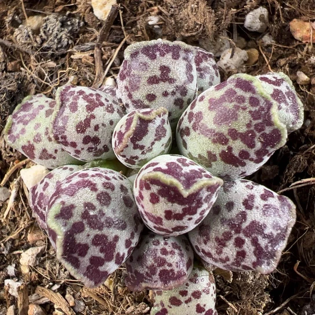 达摩海豹水泡多肉植物水泡