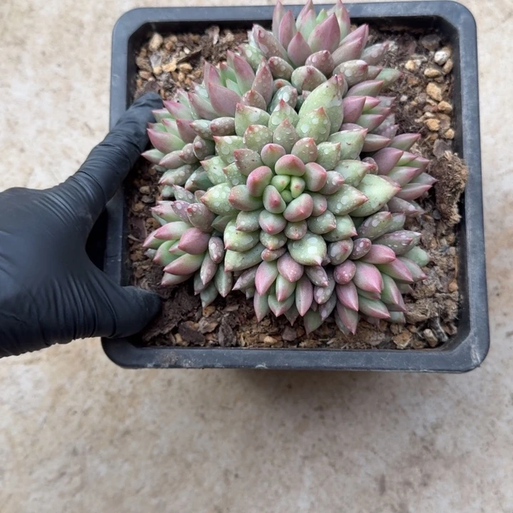 大***）14厘米左右一物一拍的