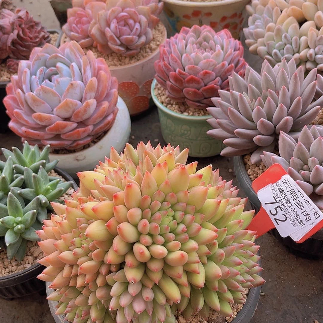 752岩字美人多肉植物