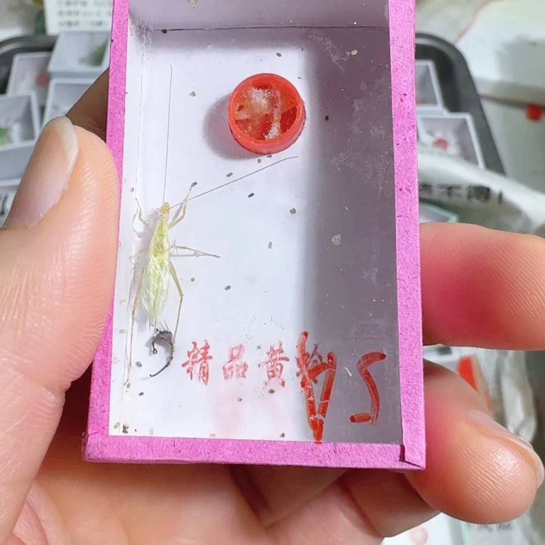 坟***鬼蟋蟀蝈蝈我在外面吃饭呢