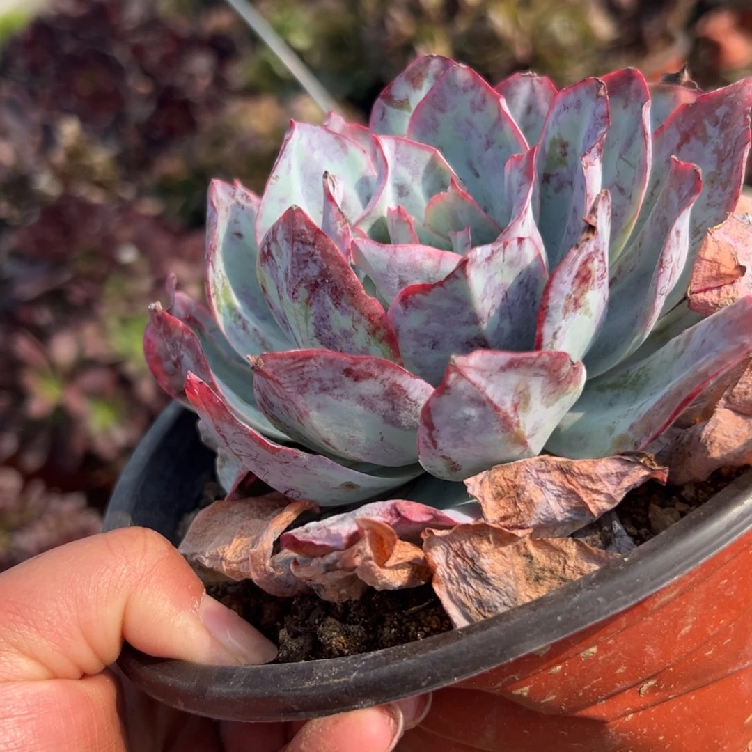 多肉植物多肉植物