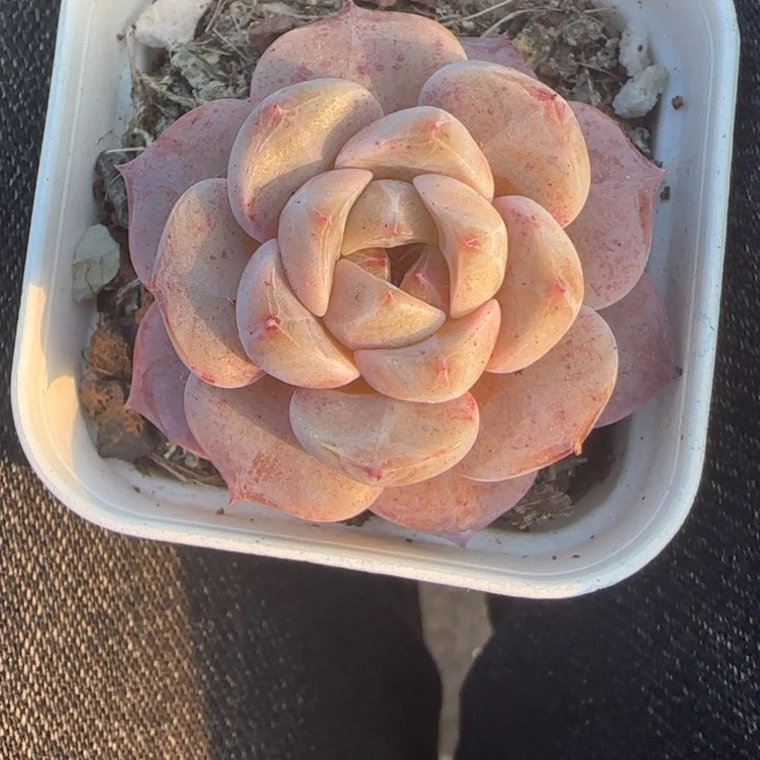 小卡拉米糖心一物一拍