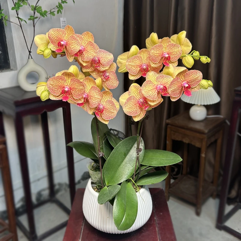 蝴蝶兰中大花黄金甲带花苞高端好养室内绿植花卉盆栽