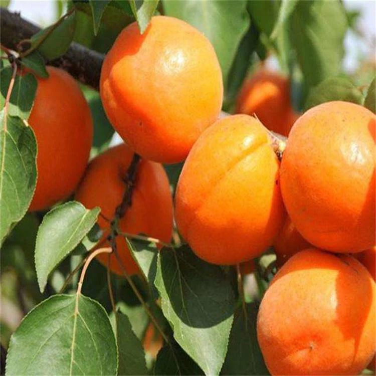 荷兰香蜜杏杏树正宗嫁接苗果树盆栽庭院种植南方北方甜杏子树苗