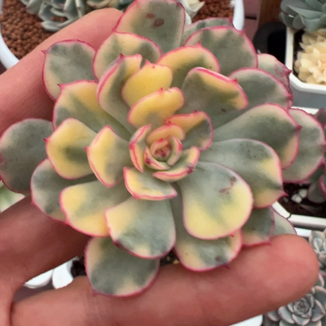 般若锦，覆轮锦砍头无根