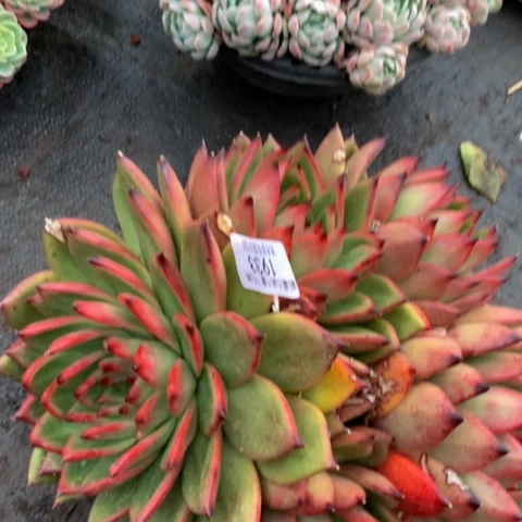 玉*?1933超佛多肉