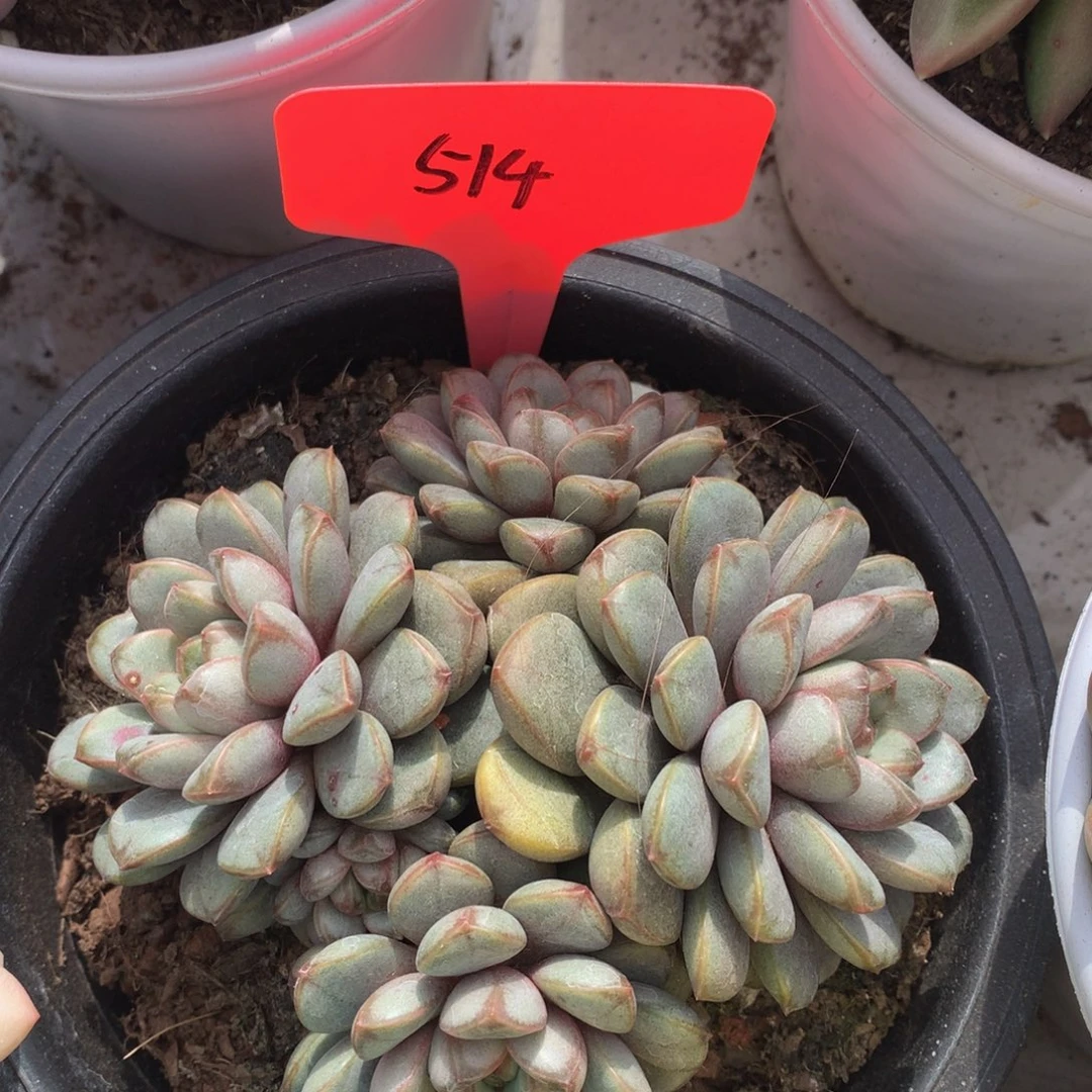 葡萄72772733737733