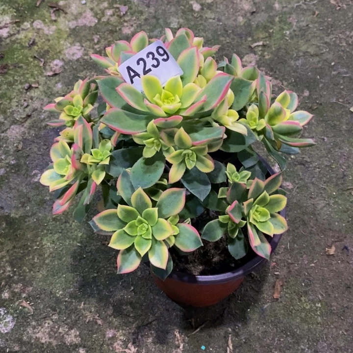 艳日辉多肉植物239