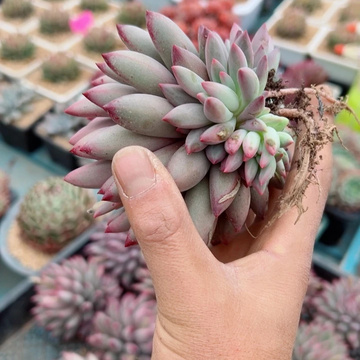 精品多肉植物老桩