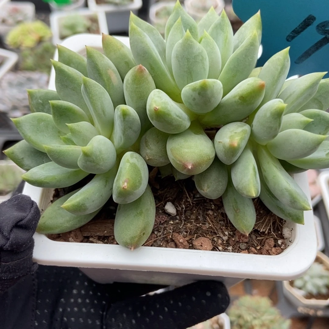 19象牙多肉植物多肉