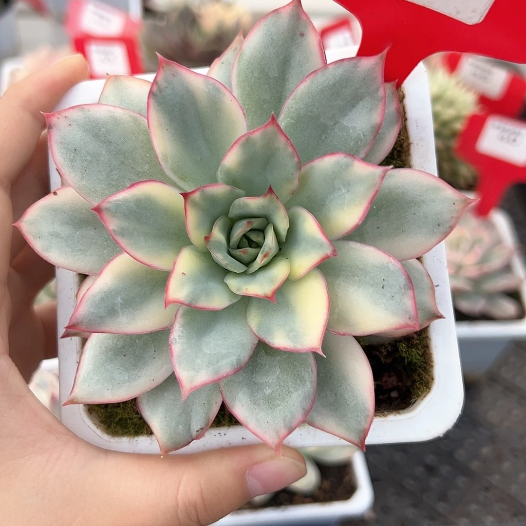 37号月光女神锦多肉植物