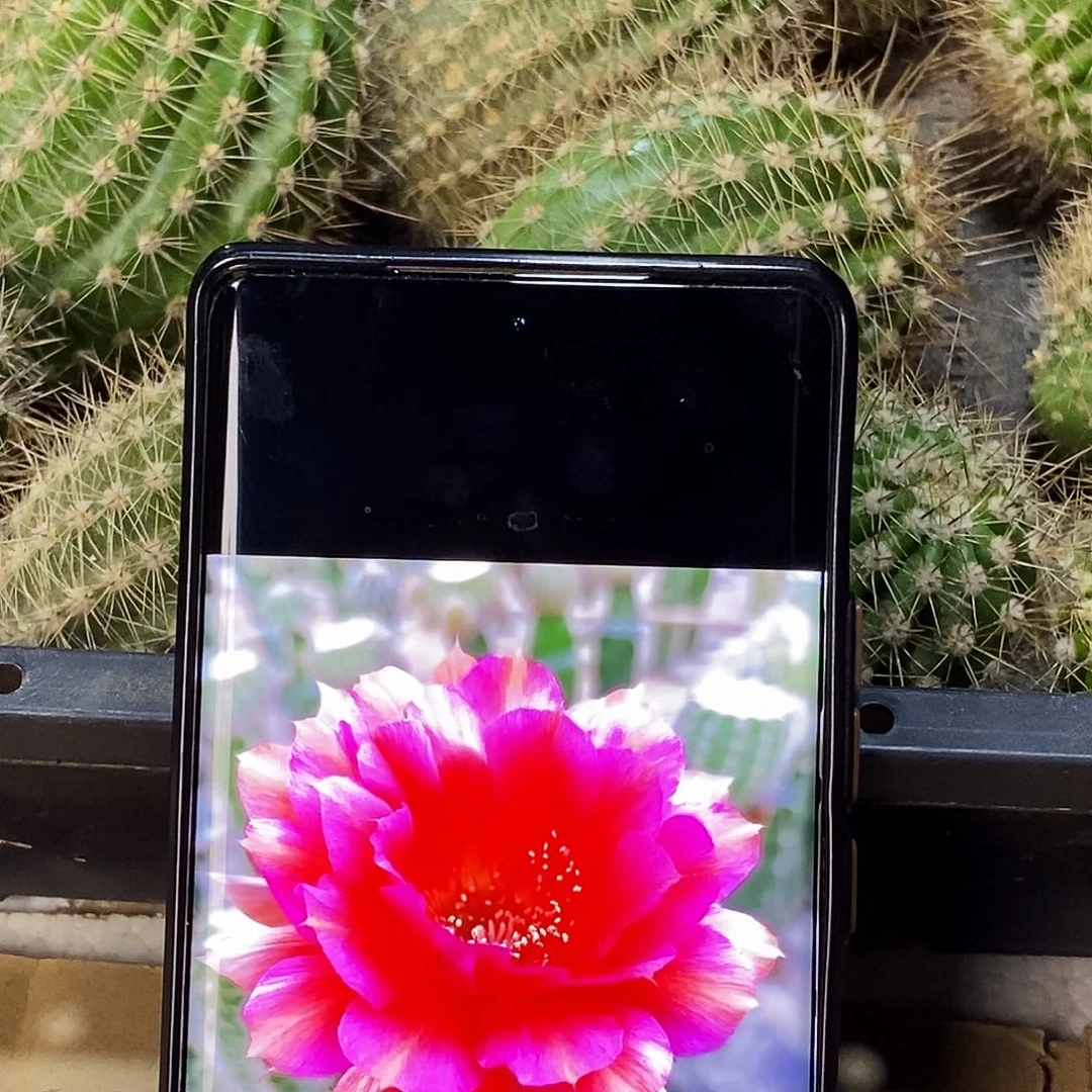 彩金属红侧芽歪5公分