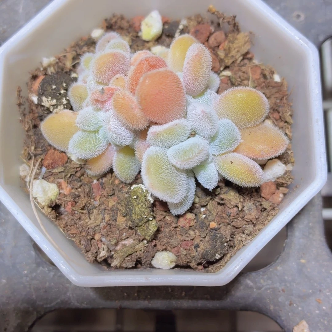 雪晃星缀化多肉9.9包邮发货
