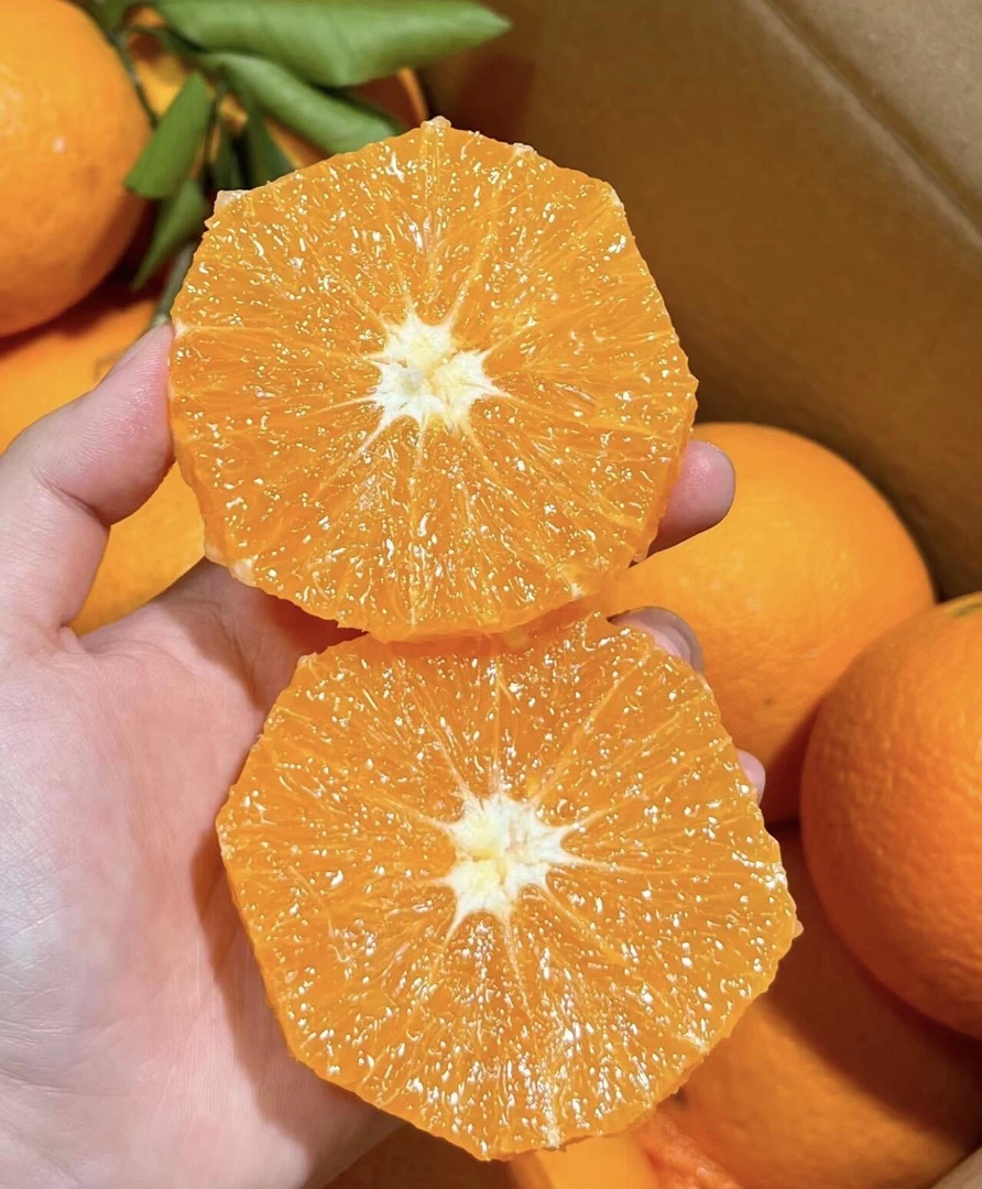 正宗高山种植 福建省屏南县冻橙果园现摘现发