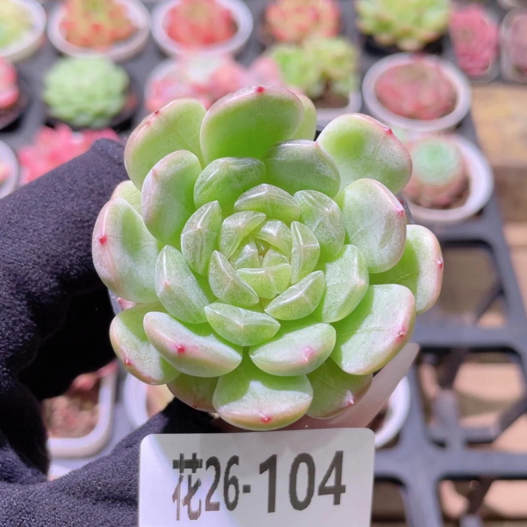 花利美26-104白色恋人