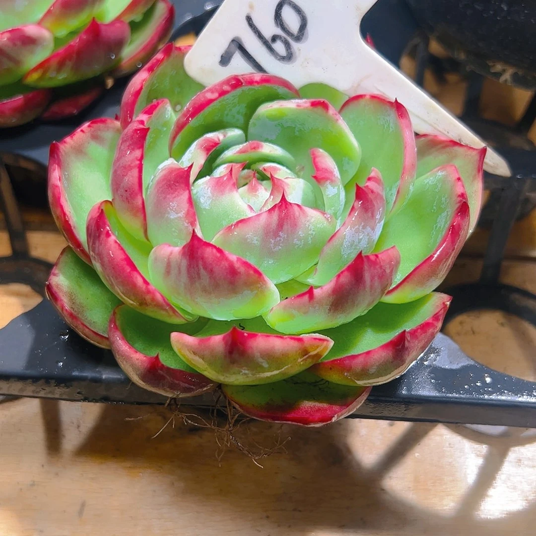 玉***金惊鸿仙子一物一拍760号