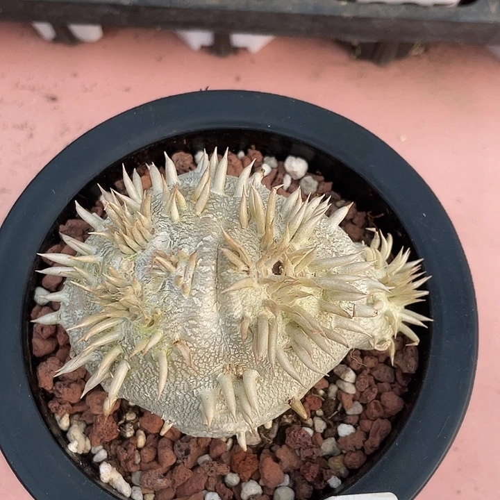 010超大惠比须笑块根