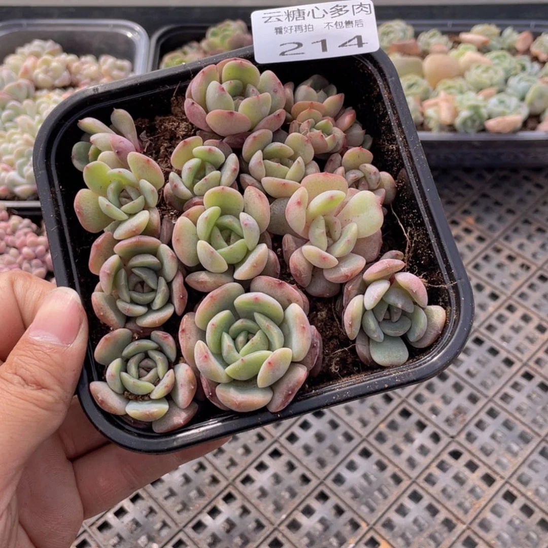 云糖心多肉植物214