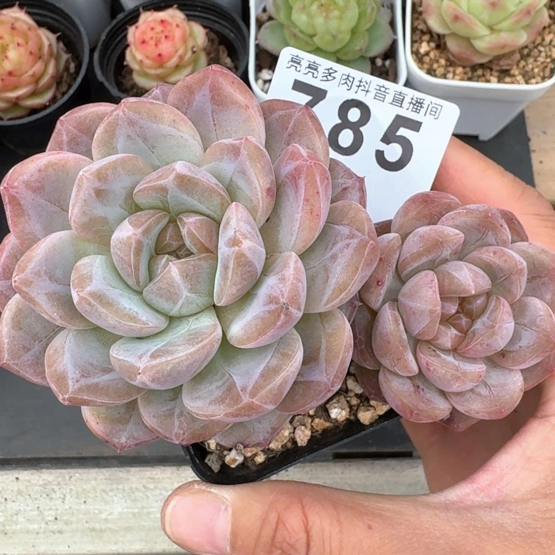 黛玉冰魄         编号新品上新