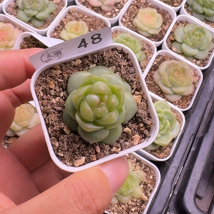 如****如48图5.5白方新麦芽糖一颗