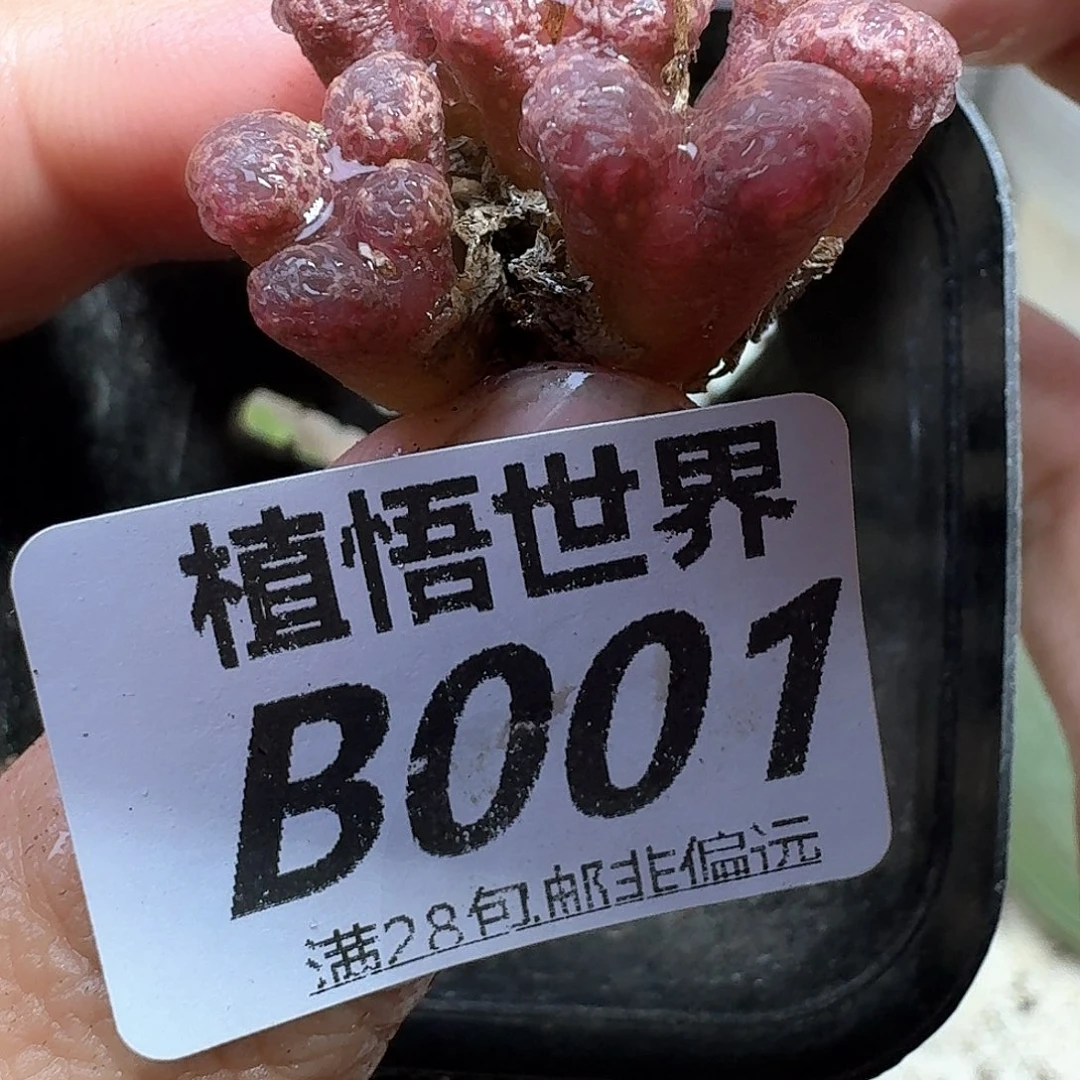 多肉植物的润泽fgb