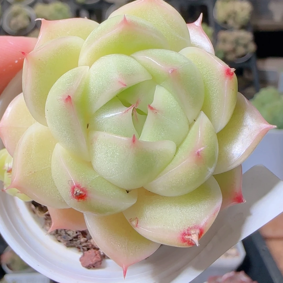 花语逸镜1031-311