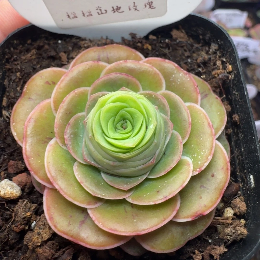 28-冠幅5cm-6颗打包价50