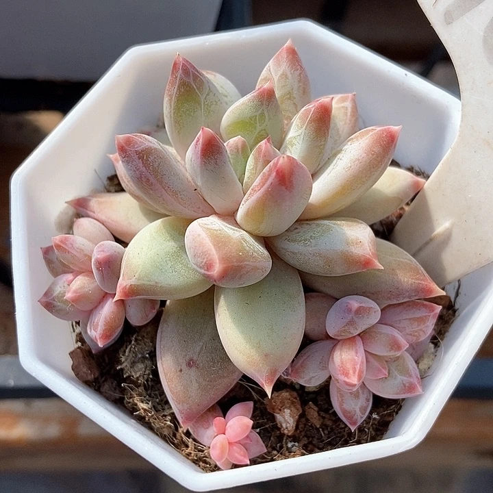 多肉植物幻影美人1084