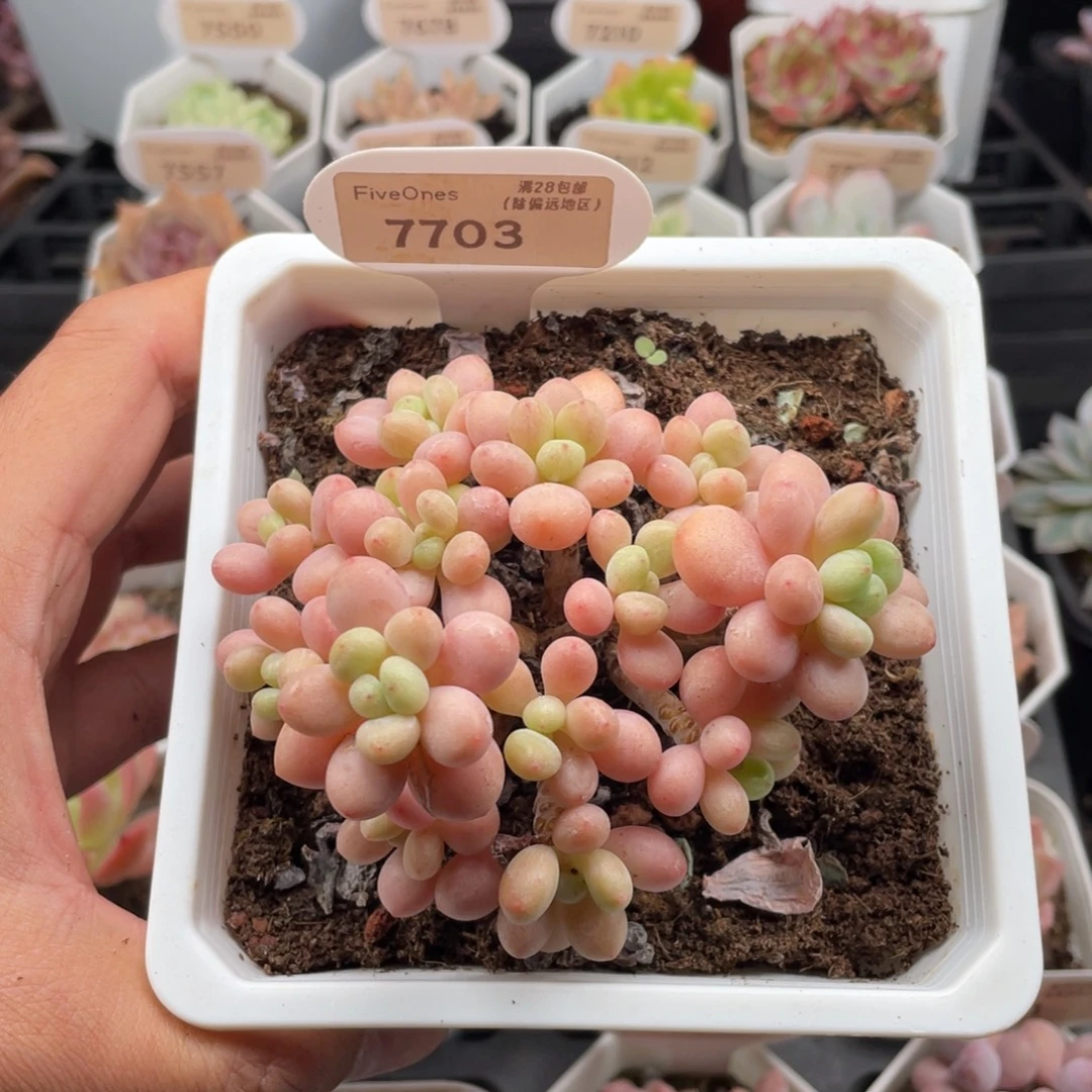 鱼子酱7703-9.5厘米