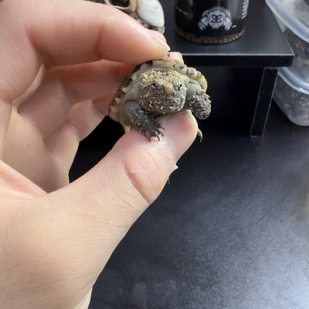 不分公母小鳄龟4.5厘米白佛，小开甲，爆刺