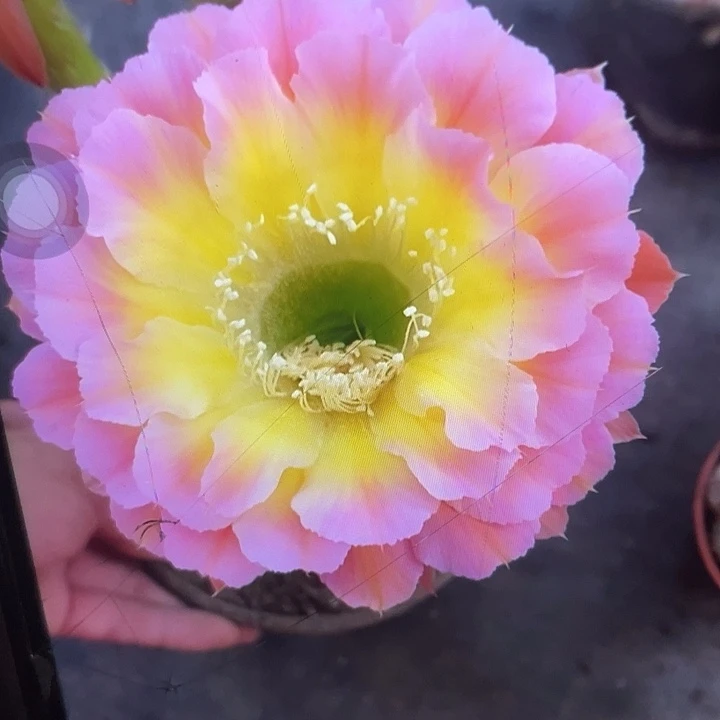 黄心粉3.9公分侧牙福利