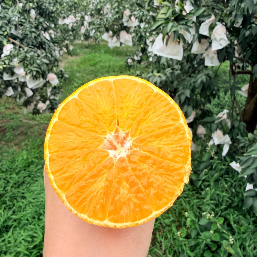 福建红美人果冻橙果肉细腻入口即化果味浓郁皮薄细腻甜嫩无渣顺丰