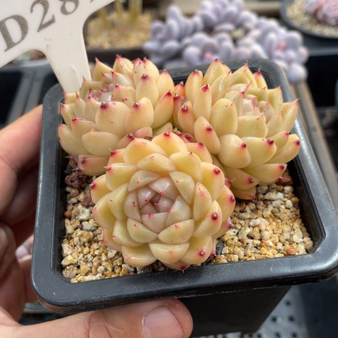 289麦秆不包整8厘米