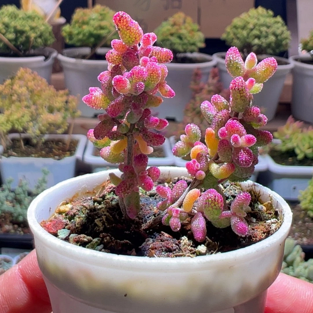 244花斑露一物一拍包开箱