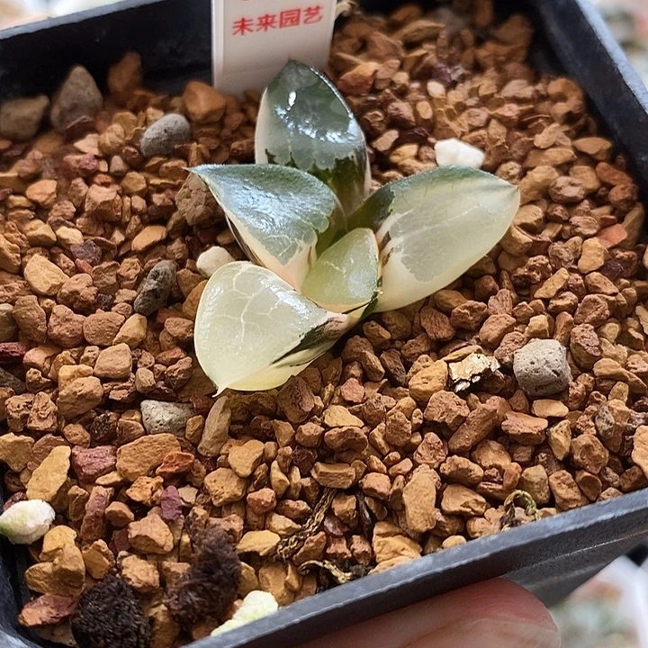 672龙禧克锦一物一拍